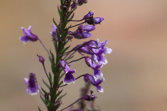 Anarrhinum longipedicellatum
