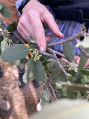 Frangula californica tomentella