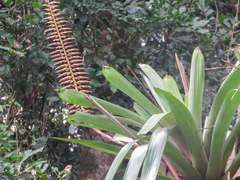 Vriesea bituminosa