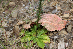 Anarrhinum longipedicellatum