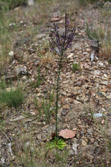 Anarrhinum longipedicellatum