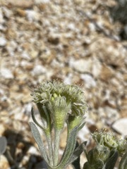 Eriogonum robustum