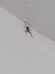 Araneae