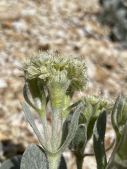 Eriogonum robustum