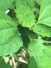 Chrysopilus velutinus