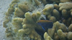 Pomacentrus chrysurus