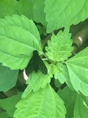 Chrysopilus velutinus