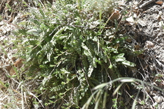 Horkelia clevelandii
