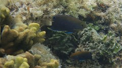 Pomacentrus chrysurus