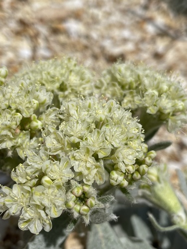 Image of Altered Andesite Buckwheat (Eriogonum robustum) by (c) Matt Berger, some rights reserved (CC BY)
