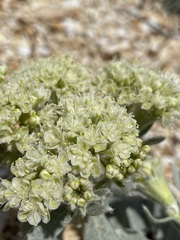 Eriogonum robustum