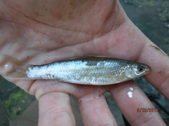 Hybognathus nuchalis