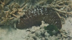Stichopus herrmanni