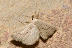 Macrochilo cribrumalis