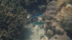 Chromis atripectoralis