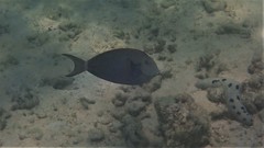 Acanthurus nigricauda