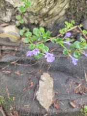 Glechoma hederacea