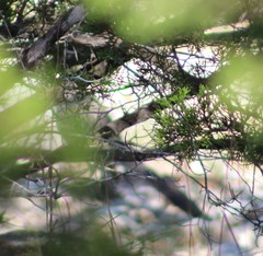 Geococcyx californianus