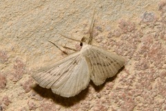 Macrochilo cribrumalis