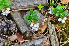 Vaccinium vitis-idaea