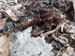 Pseudopolydesmus canadensis