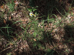 Tanacetum corymbosum achilleae