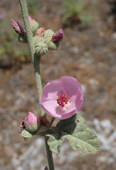 Malacothamnus mendocinensis