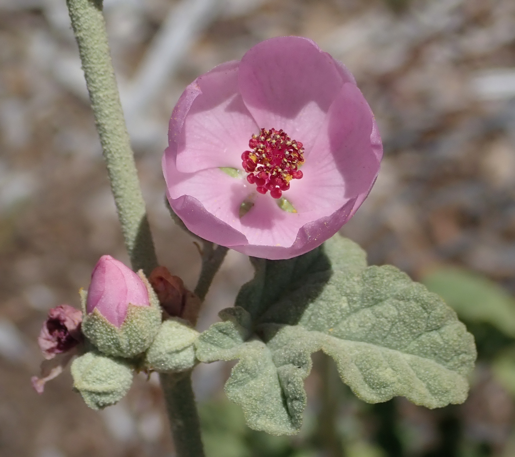 Mendocino bushmallow