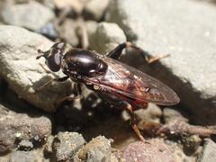 Chalcosyrphus libo