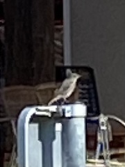 Phoenicurus phoenicurus