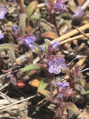 Phacelia humilis
