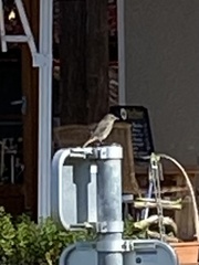 Phoenicurus phoenicurus