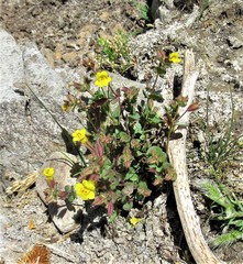 Erythranthe arvensis