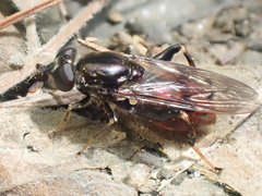 Chalcosyrphus libo