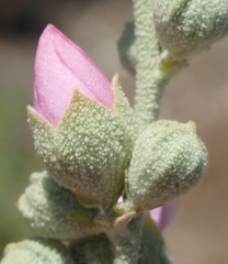 Malacothamnus mendocinensis