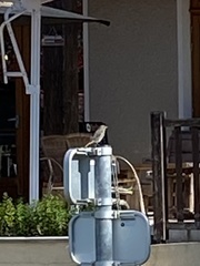 Phoenicurus phoenicurus