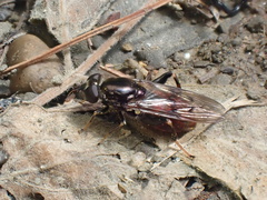 Chalcosyrphus libo
