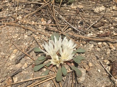 Lewisia kelloggii