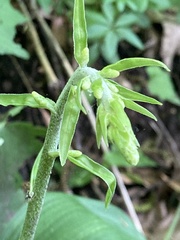Veratrum parviflorum