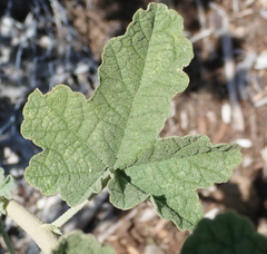 Malacothamnus mendocinensis