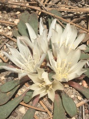 Lewisia kelloggii