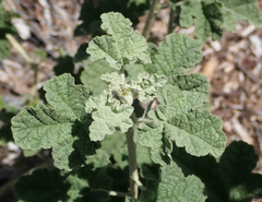 Malacothamnus mendocinensis
