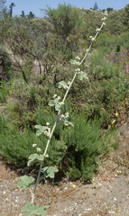 Malacothamnus mendocinensis