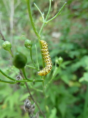 Cucullia scrophulariae