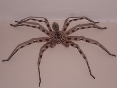 Eusparassus walckenaeri