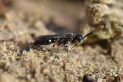 Alysson spinosus