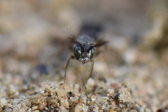 Alysson spinosus