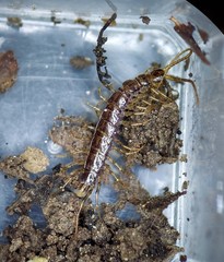 Zygethobius pontis