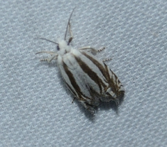 Eucosma striatana