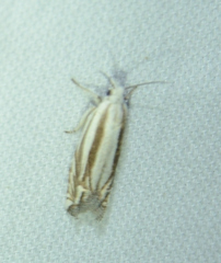 Eucosma striatana